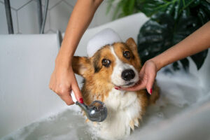 Pet Universe Starlux Best Dog Grooming Service
