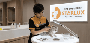 Cara Hilang Kutu Kucing di Starlux Pet Universe